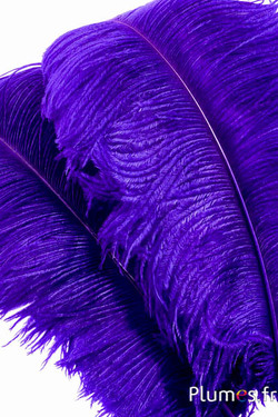 Struzzo premium - 50-60 cm - melanzana-fucsia